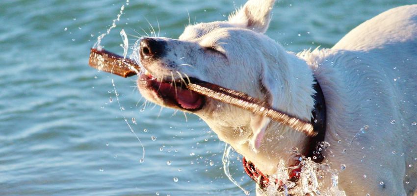 what beaches can dogs go on in kent