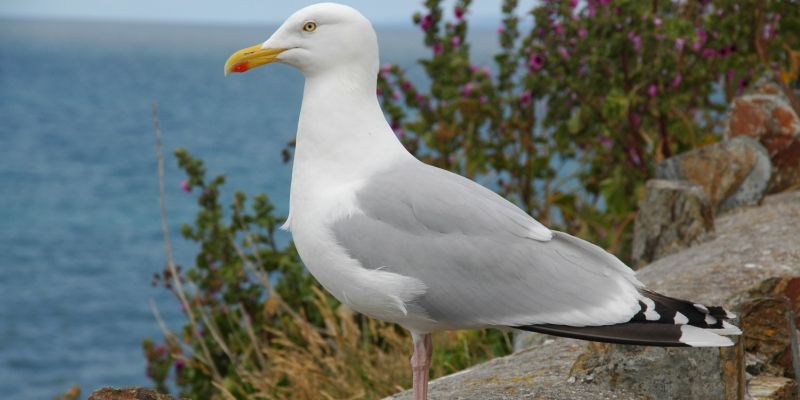 seagull