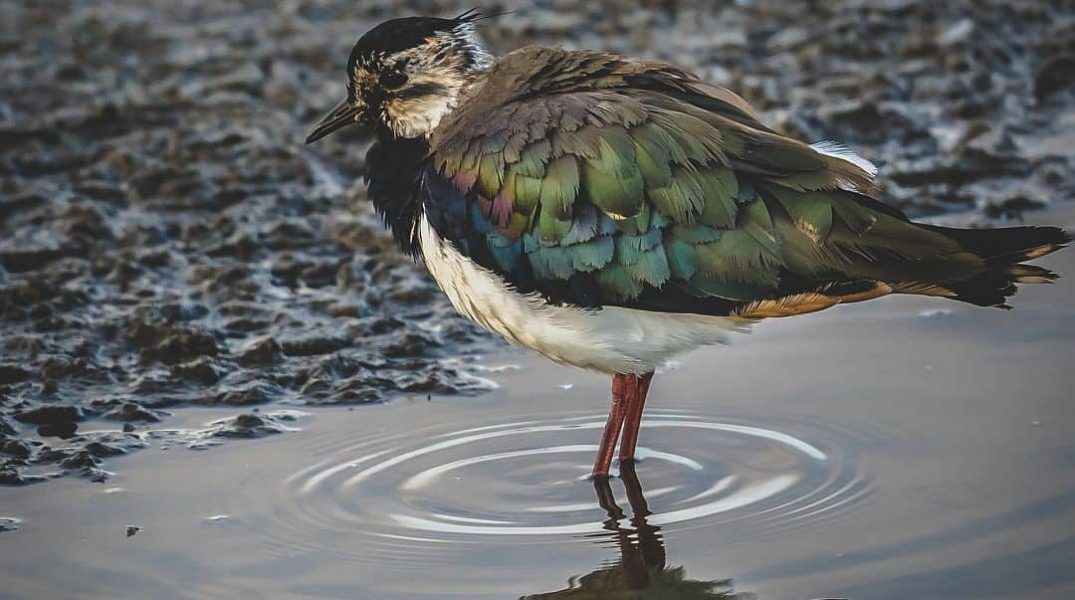 Wading Birds Carnforth