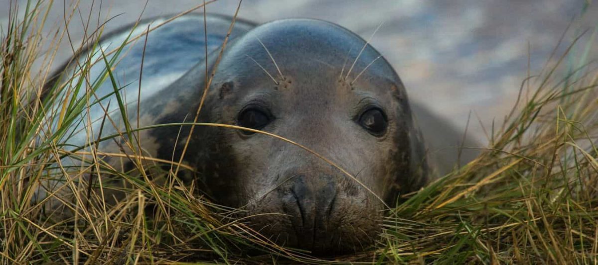 Donna Nook Beach seal