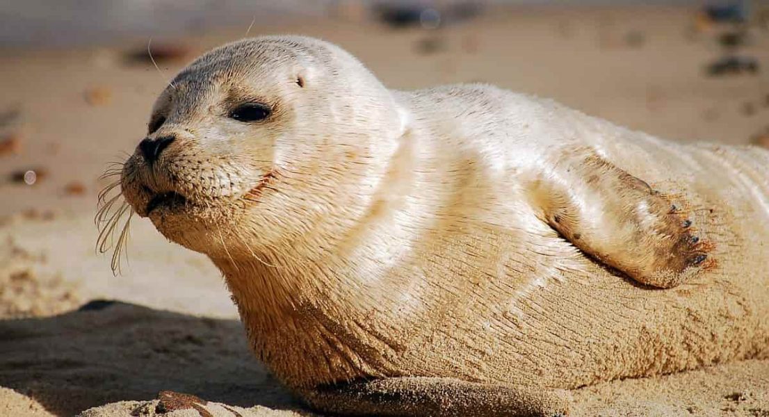 Horsey Beach Seals in Norfolk