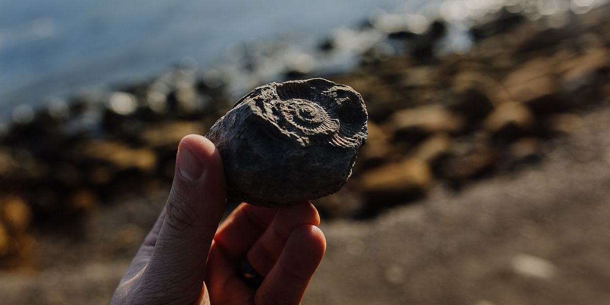 Port Mulgrave fossils on the Yorkshire coast