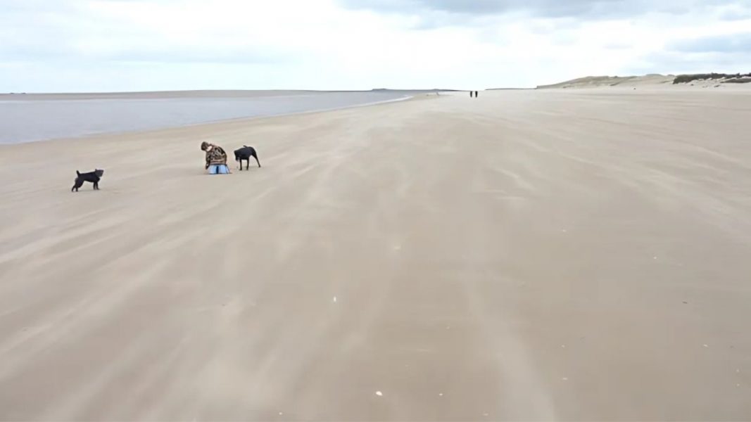 Wide Sandy beach with two dogs and a boy playing on the sand