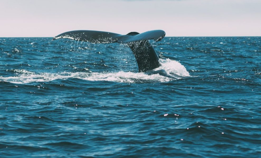 Top 3 Places To Go Whale Watching in England Whales Spotting England